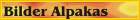 Bilder von Huacayas und  Suris